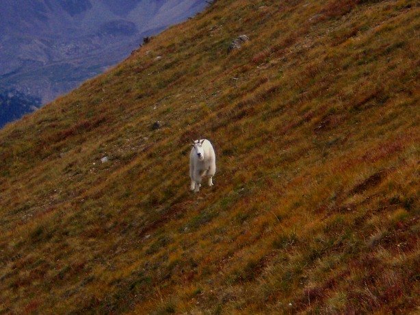 My mountain goat friend as he made his way down Glacier Mountain to see what I was doing