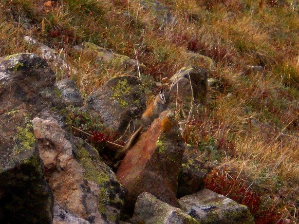 A busy little chipmunk who carefully watched me from atop his rock.