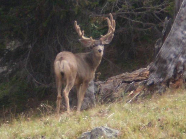 The gate keeper of "The Wild Irishman" who guards the road.