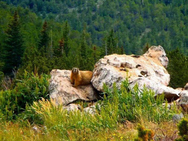 A curious marmot investigates what I'm doing