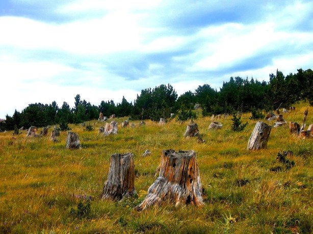 Stumps of trees cut over 100 years ago to build the town and shore the walls of the mines