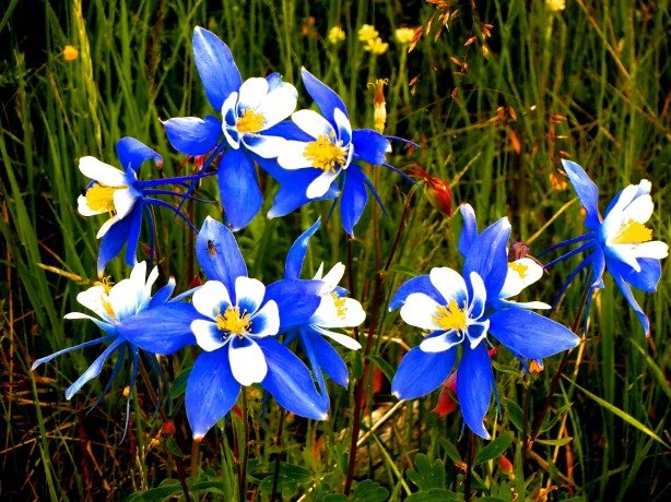 Columbines