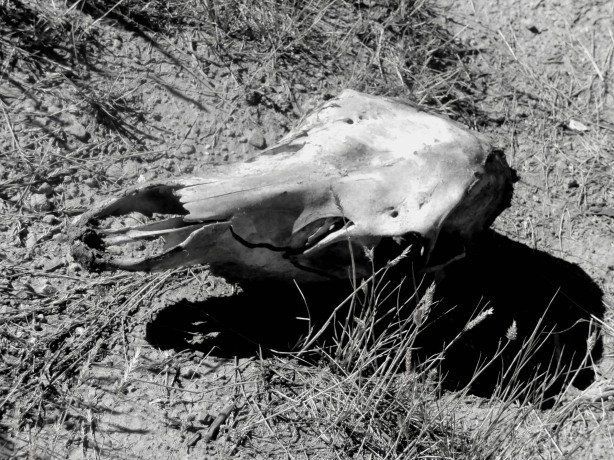 Elk skull near the homestead