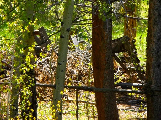 Another Williamsburg structure lost among the trees.