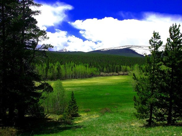 The meadow where the Williamsburg site is found