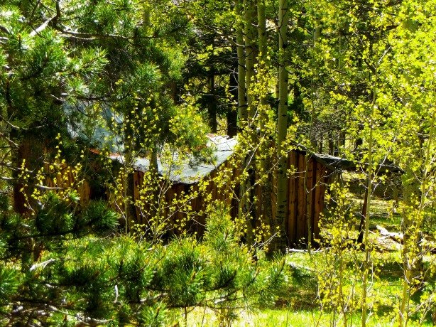 The second cabin at Williamsburg, buried deep in the trees
