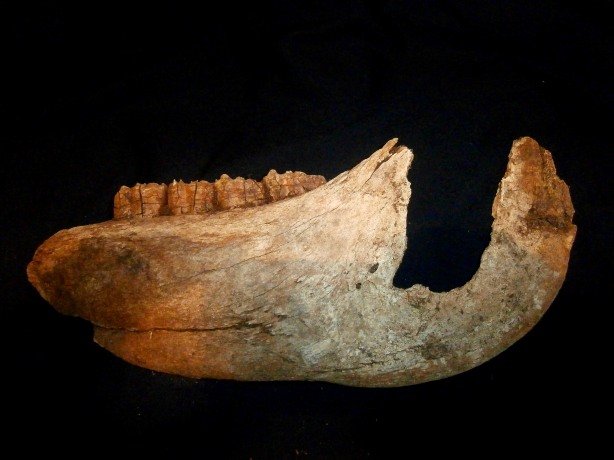 The old horse mandible